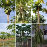 Fertile and fruitful trees of Papayas in MySkills Campus.