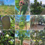 Let’s go Organic for Future Sustainability!