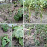 Want to learn how to grow fresh Ladies’ Finger (Okra) at your place ?